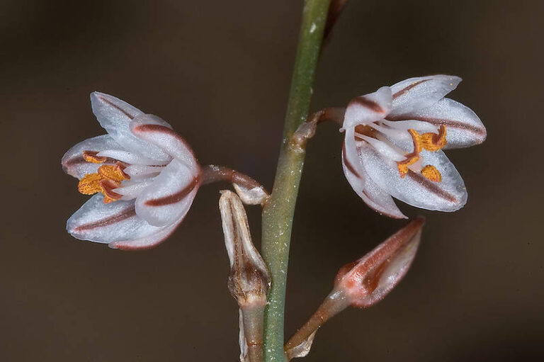 Asphodelus Tenuifolius Lightning