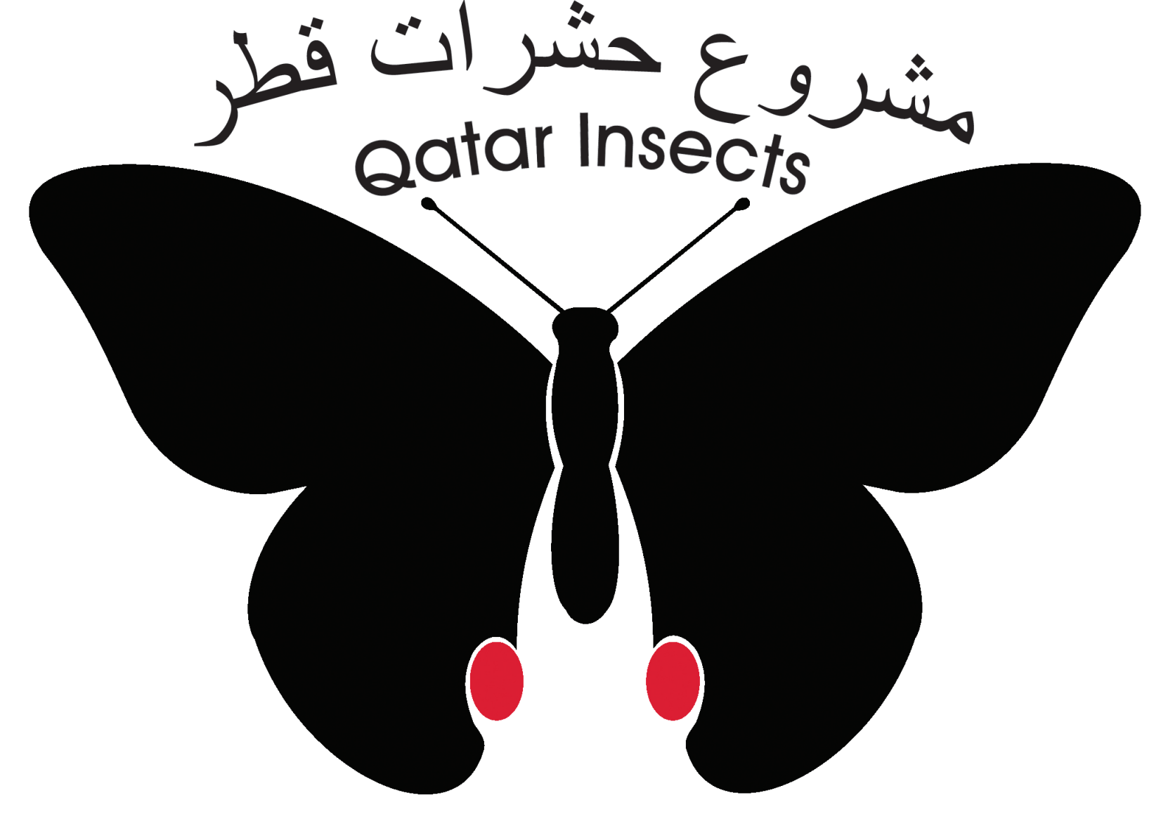 Qatar Insects