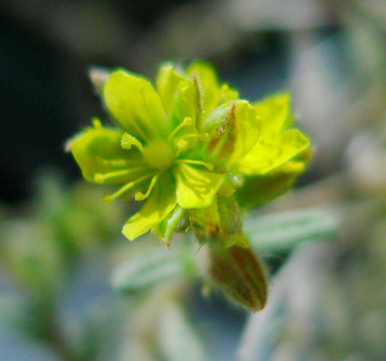 Al Rakrook Flower